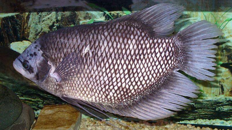 Wikimedia Commons/George Chernilevsky