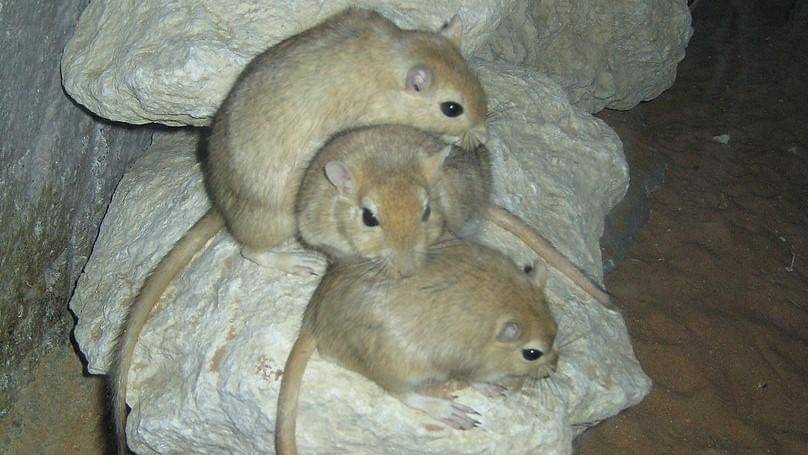 Wikimedia Commons/shankar s.