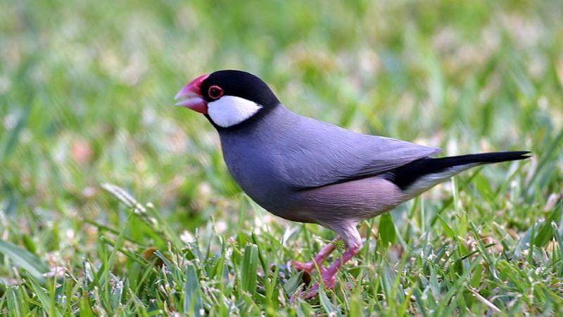 Wikimedia Commons/Kim Bridges