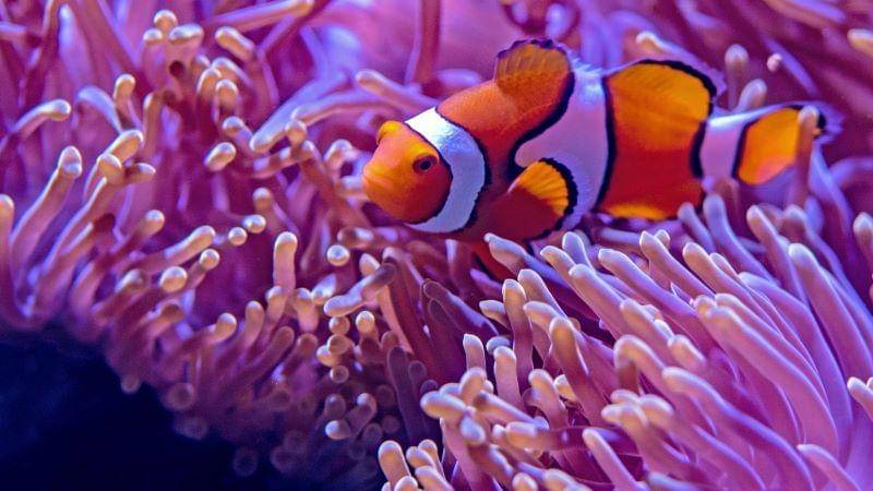 Unsplash/David Clode