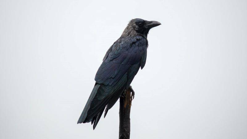 Unsplash/keerthivasan swaminathan