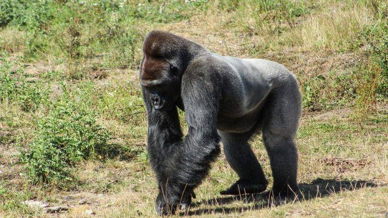 Pexels/Daniëlle van Papeveld