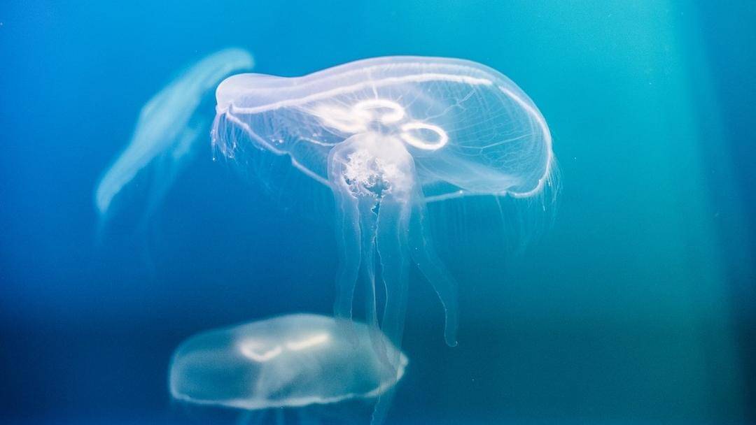 Pexels/Tanya Gorelova