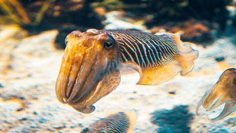 Unsplash/Raimond Klavins