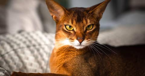 40 Jenis-Jenis Kucing dari Berbagai Ras | Popmama.com