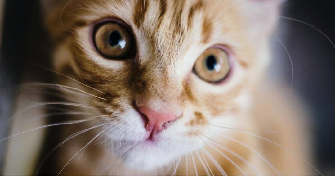 Pexels/David Savochka