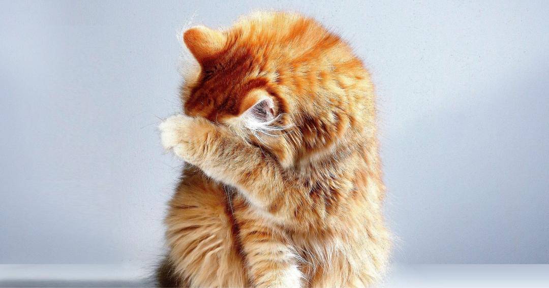 Pexels/Matthias Oben