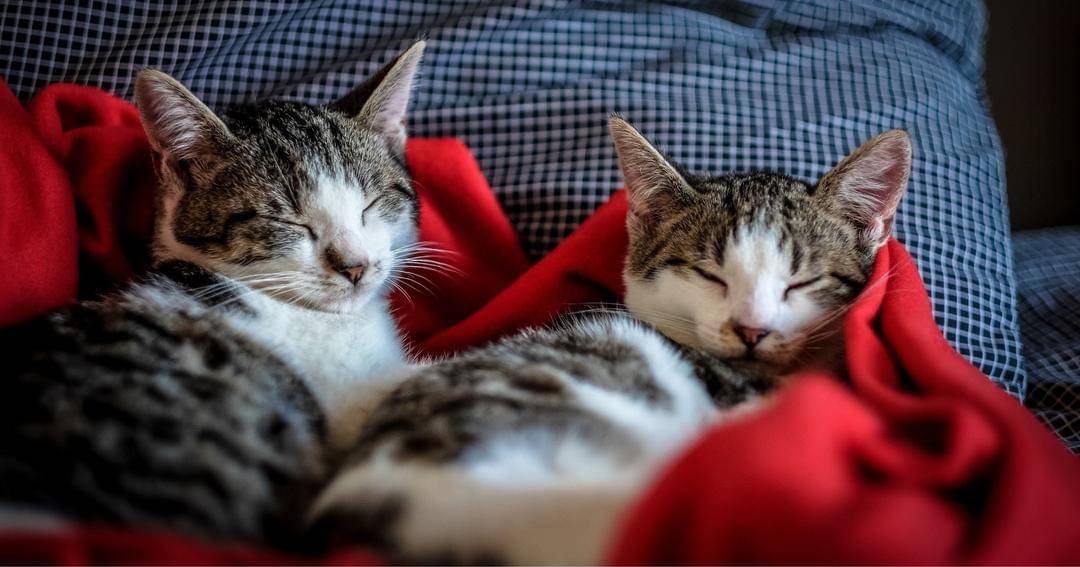 Pexels/Francesco Angaro