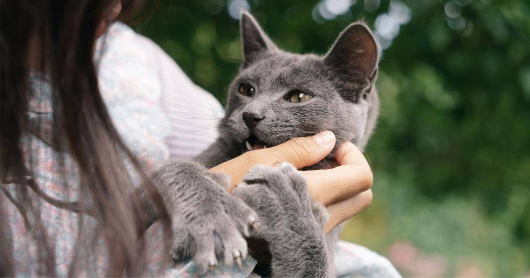 Benarkah Kucing Bisa Mendeteksi Kehamilan?