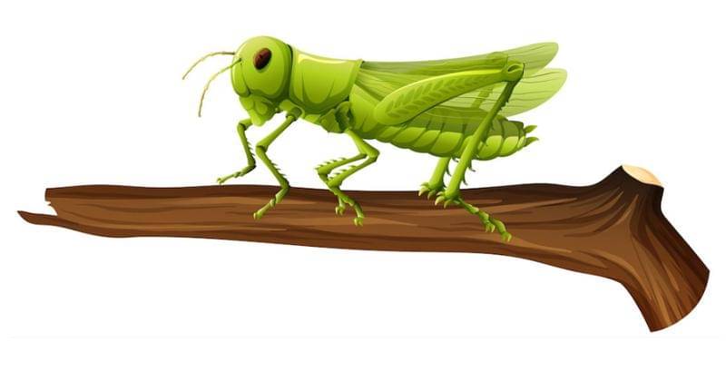 Belalang - Freepic/brgfx