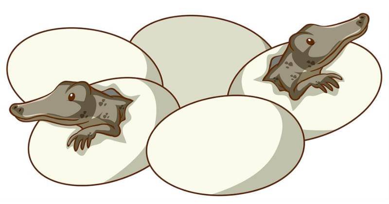 Buaya dan Telur - Freepik/brgfx