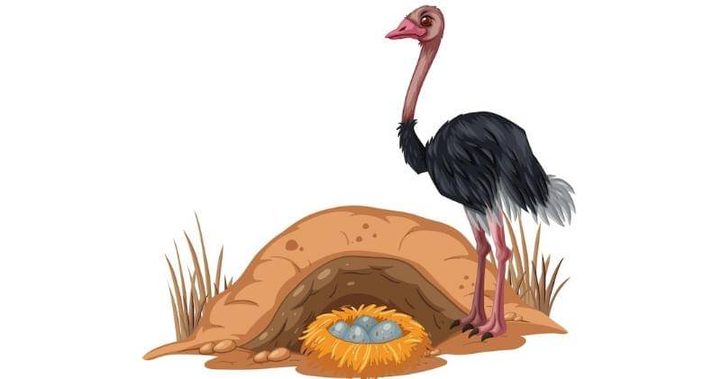 Burung Unta dan Telur - Freepik/brgfx