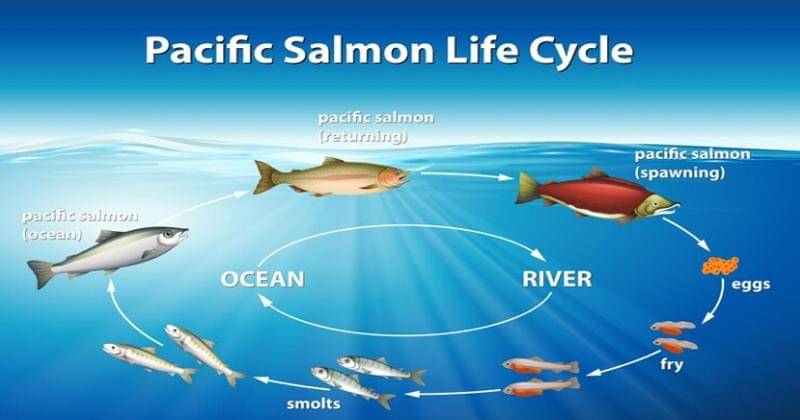 Daur Hidup Ikan Salmon - Freepik/brgfx