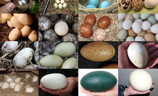 Berbagai Jenis Telur Hewan - Sporcle.com