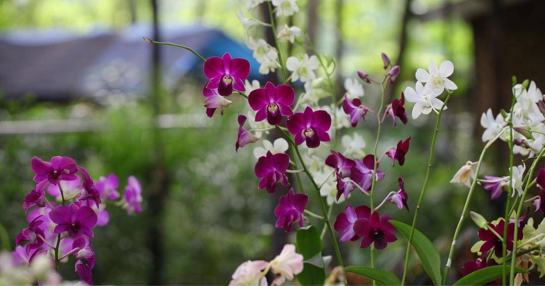 Pexels/Alief Baldwin