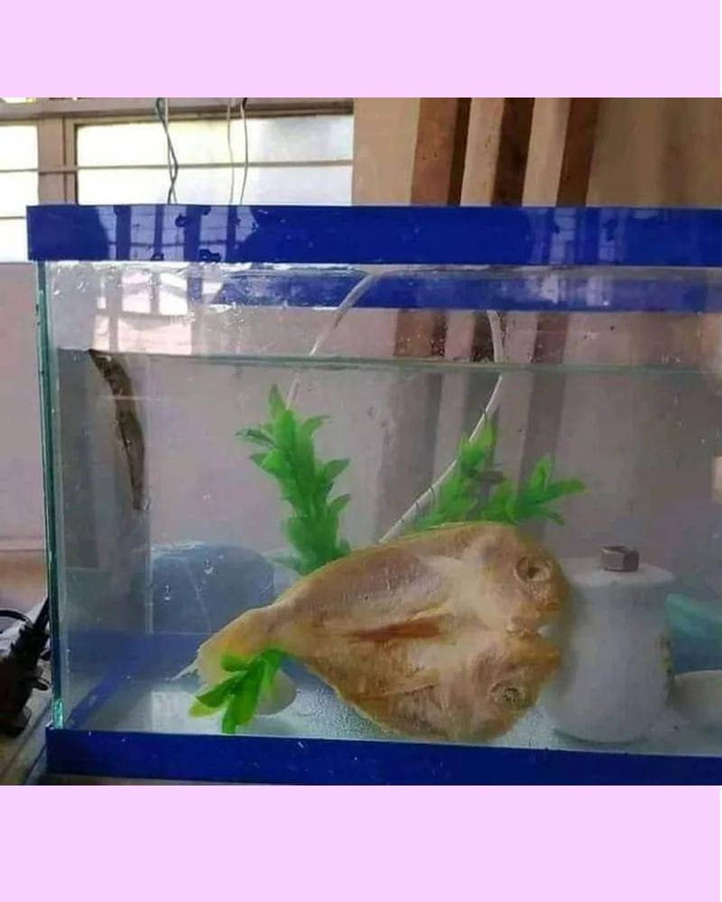 Instagram.com/humorsantuy