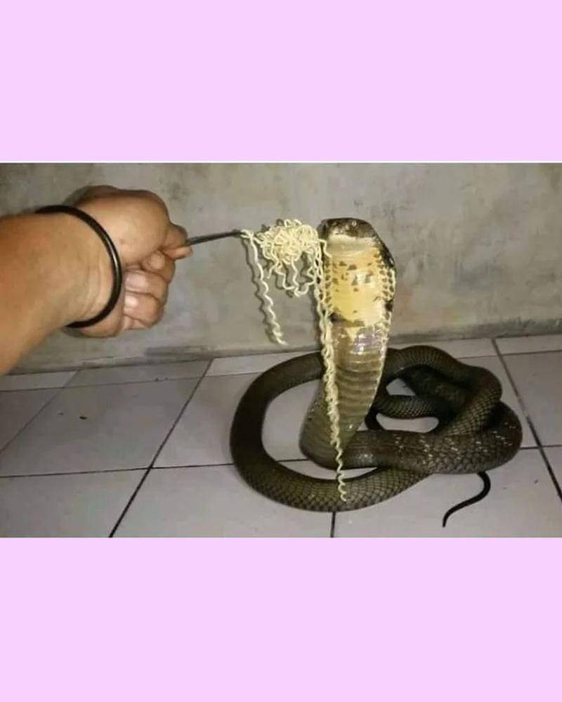 Instagram.com/id.dagelan