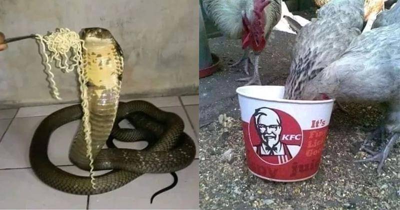 Instagram.com/id.dagelan | Instagram.com/yukngakak.id