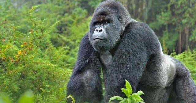 Worldwildlife.org