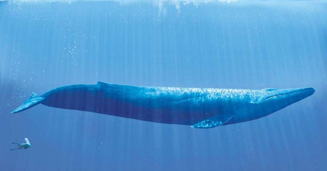 dolphinsafari.com