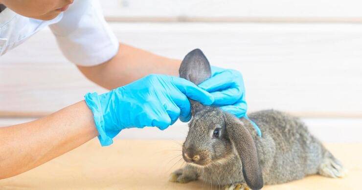 Freepik/elenayakimova