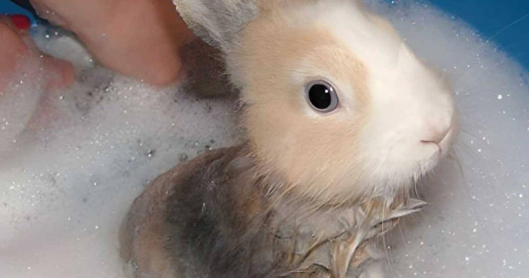 lionheadrabbitcare.com