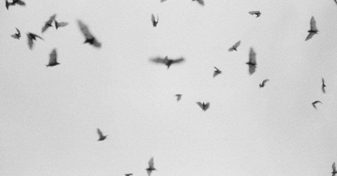 Pexels/Vladimir Konoplev