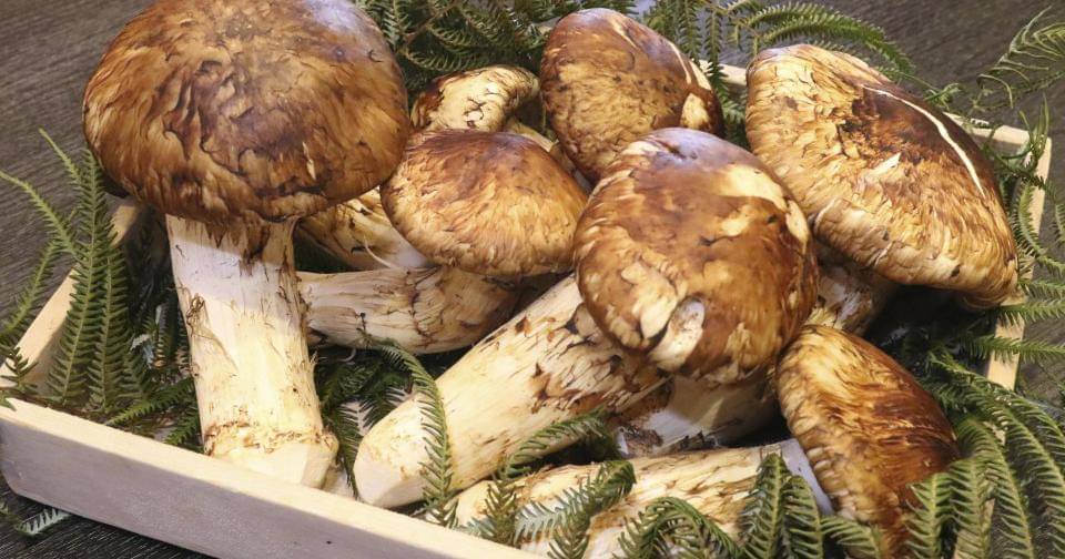 english.kyodonews.net