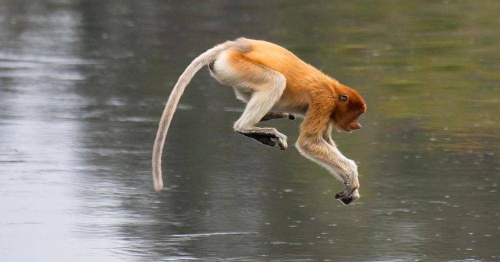 ecolodgesindonesia.com