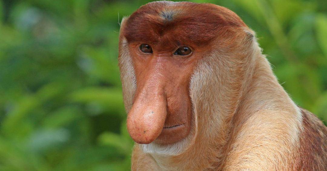 commons.wikimedia.org