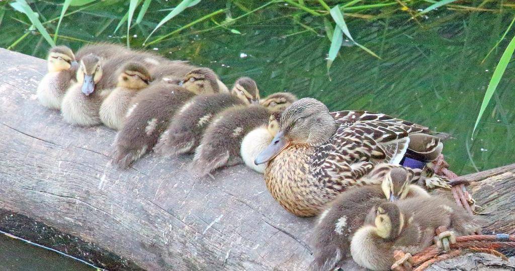 Flickr.com/Sandy Cameron