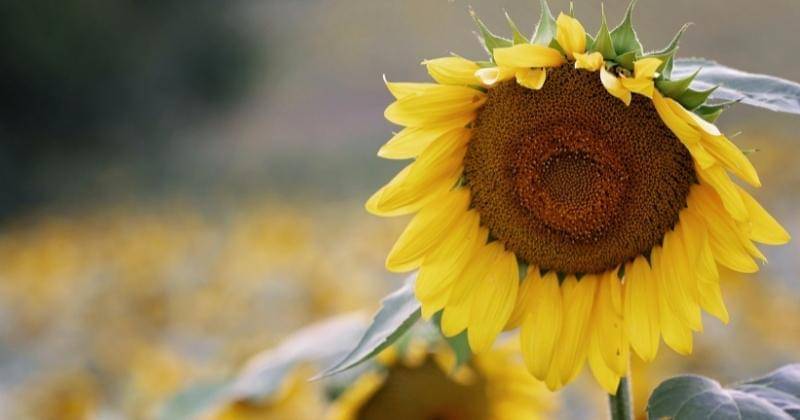 Pexels/Jennifer Murray