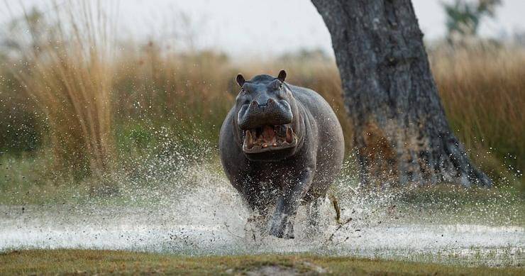 Freepik/vladimircech