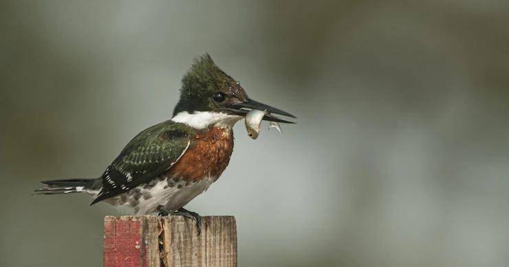 250 Nama Burung Lucu Jerman Inisial N-Z, Jarang Dipakai Orang