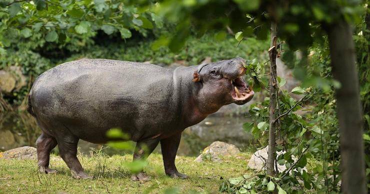 Freepik/vladimircech