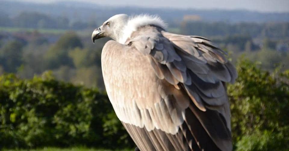 Pixabay/Innviertlerin