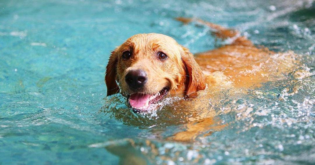 advantagepetcare.com.au