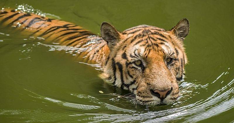 Commons.m.wikimedia.org