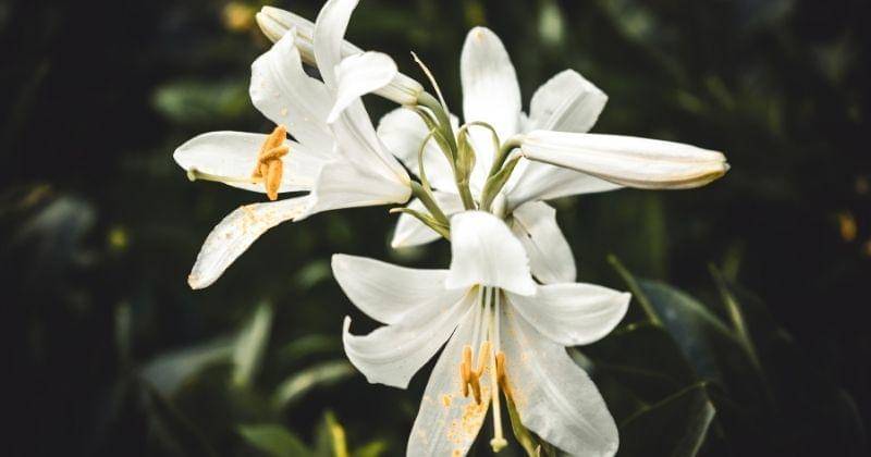 Unsplash.com/Serafima Lazarenko