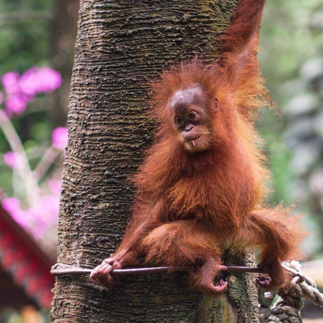 Instagram.com/herii_bertus