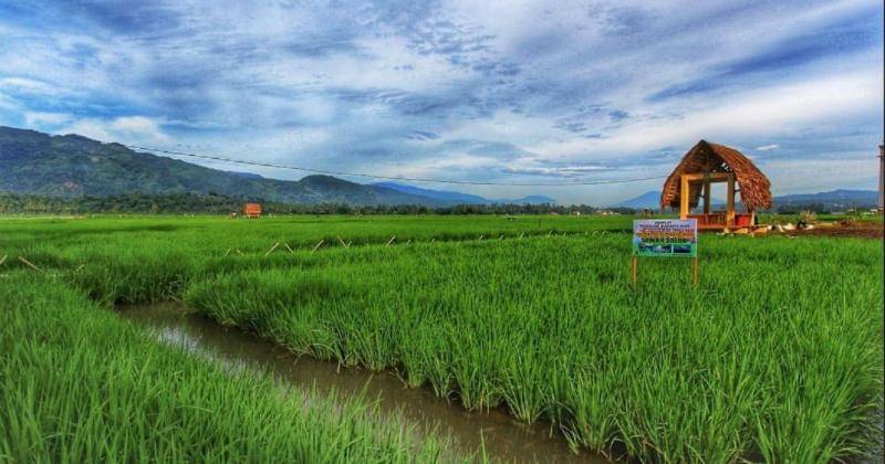 Instagram.com/ agrowisatasawahsolok