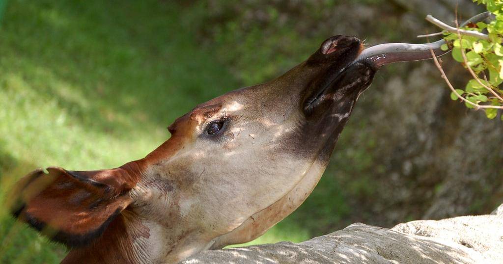 Flickr.com/Sacha Suarez