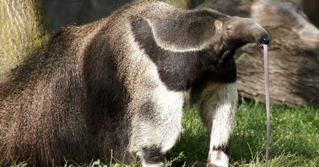 Twitter.com/detroitzoo