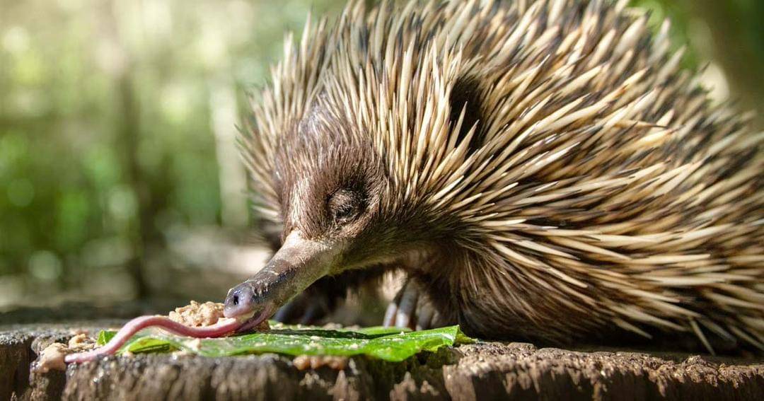 Twitter.com/australiazoo