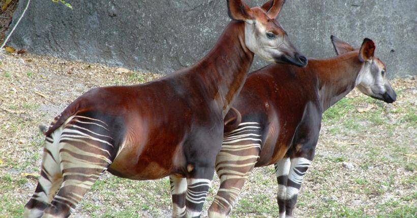 aboutanimals.com