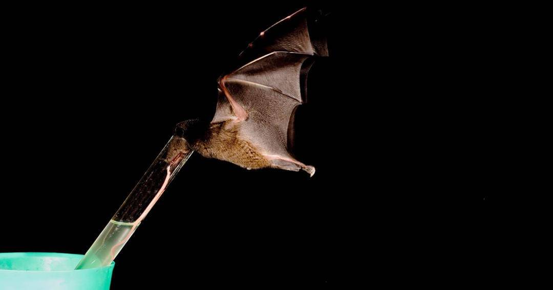 kids.nationalgeographic.com