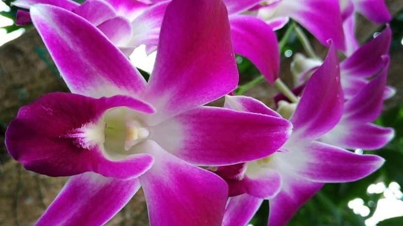 Pixabay/susindra-4107568