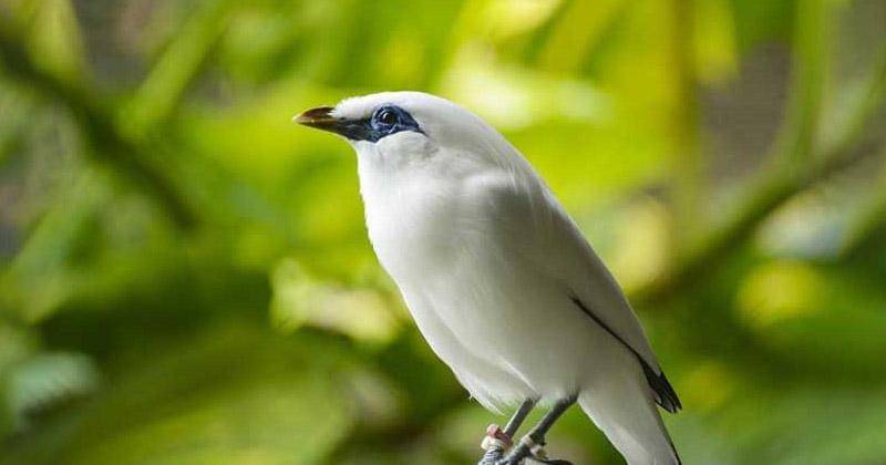 balisafarimarinepark.com