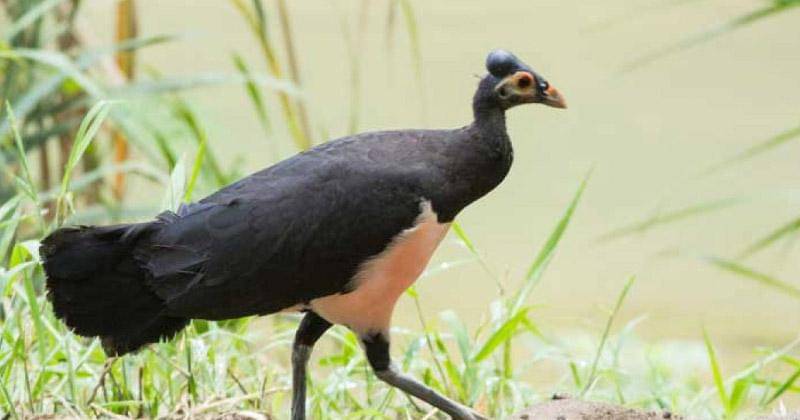 factsofindonesia.com