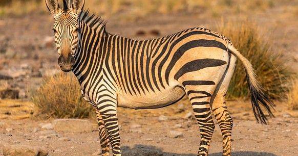 Pinterest.com/Wilderness Safaris